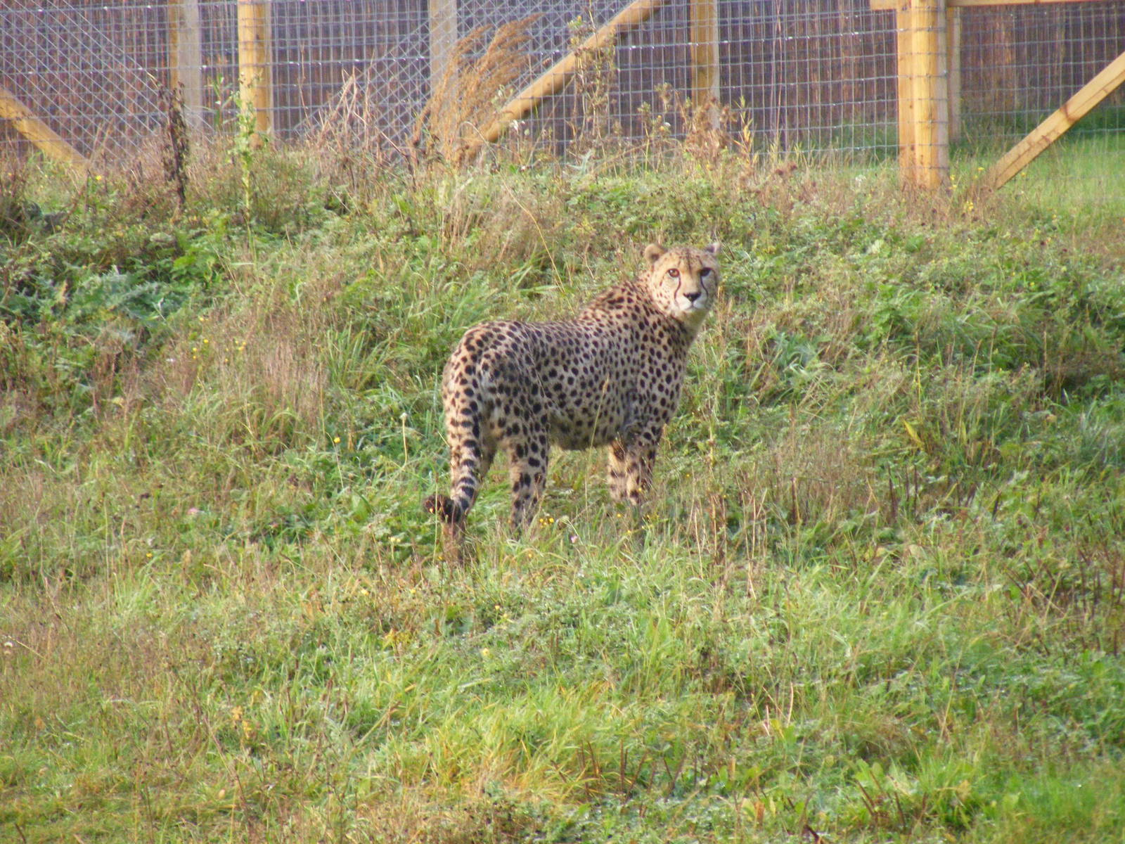 Turkus the cheetah at Marwell Wildlife, 30 October 2011