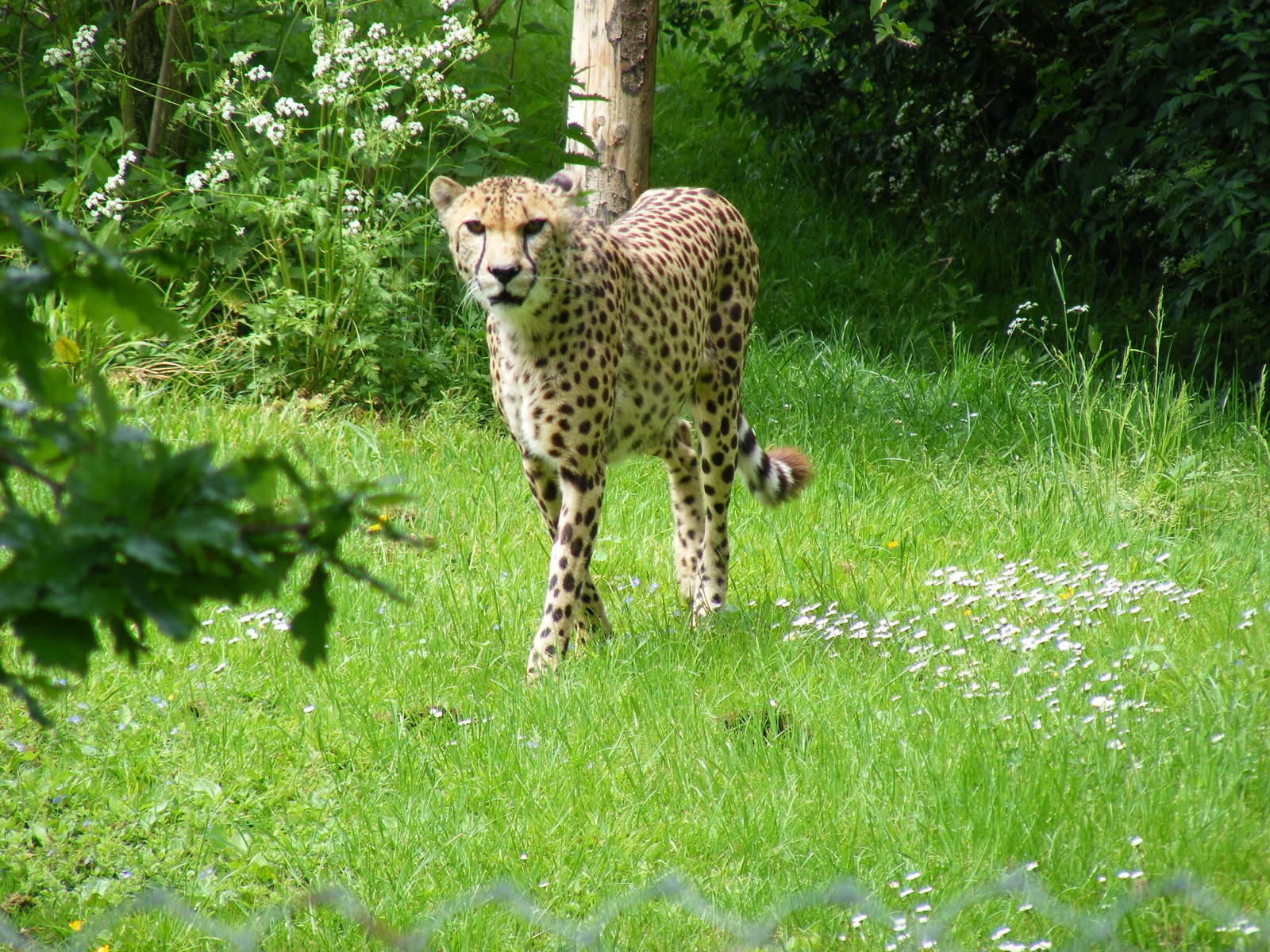 Turkus the cheetah at Marwell Wildlife, 31 May 2010