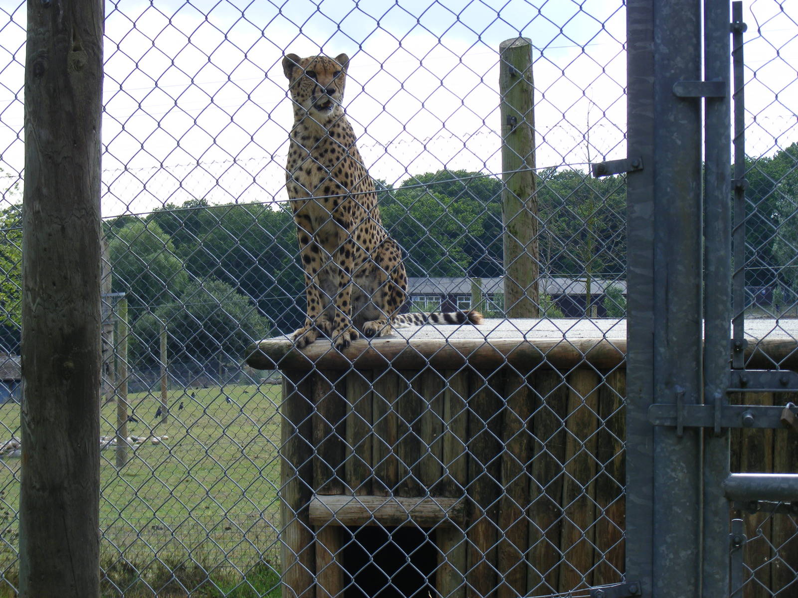 Turkus the cheetah at Marwell Wildlife, 8 August 2010