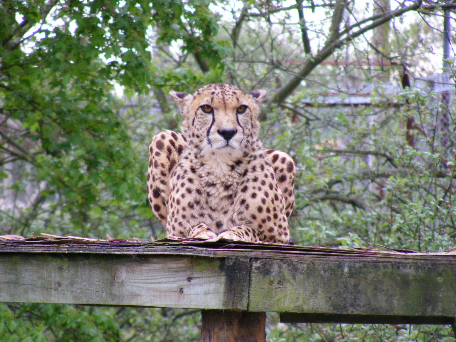 Turkus the cheetah at Marwell Wildlife, 9 May 2010