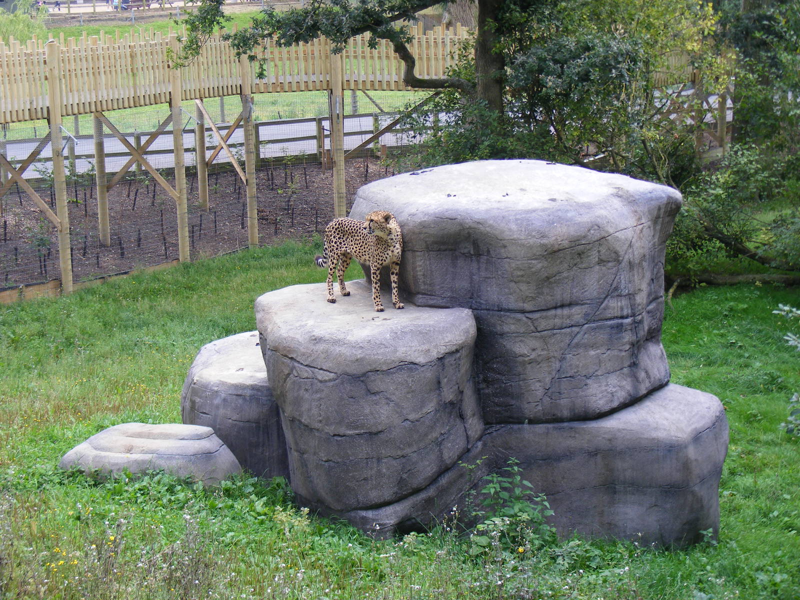 Turkus the cheetah at Marwell Wildlife on 3rd September 2011