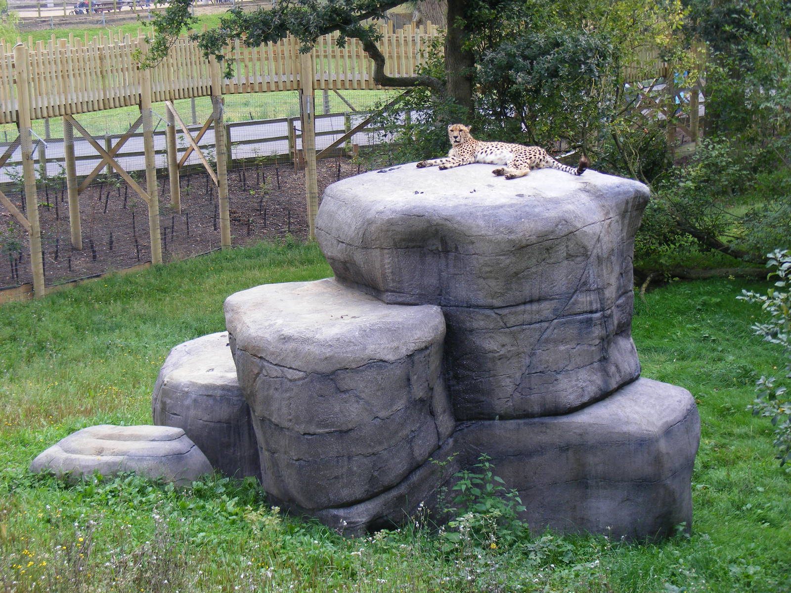 Turkus the cheetah at Marwell Wildlife on 3rd September 2011