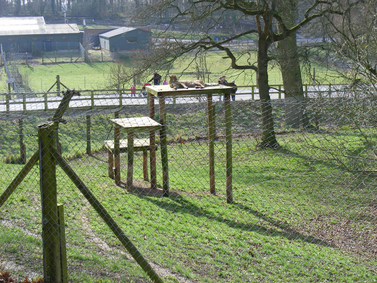 Turkus the Cheetah at Marwell Zoo, 7 March 2009