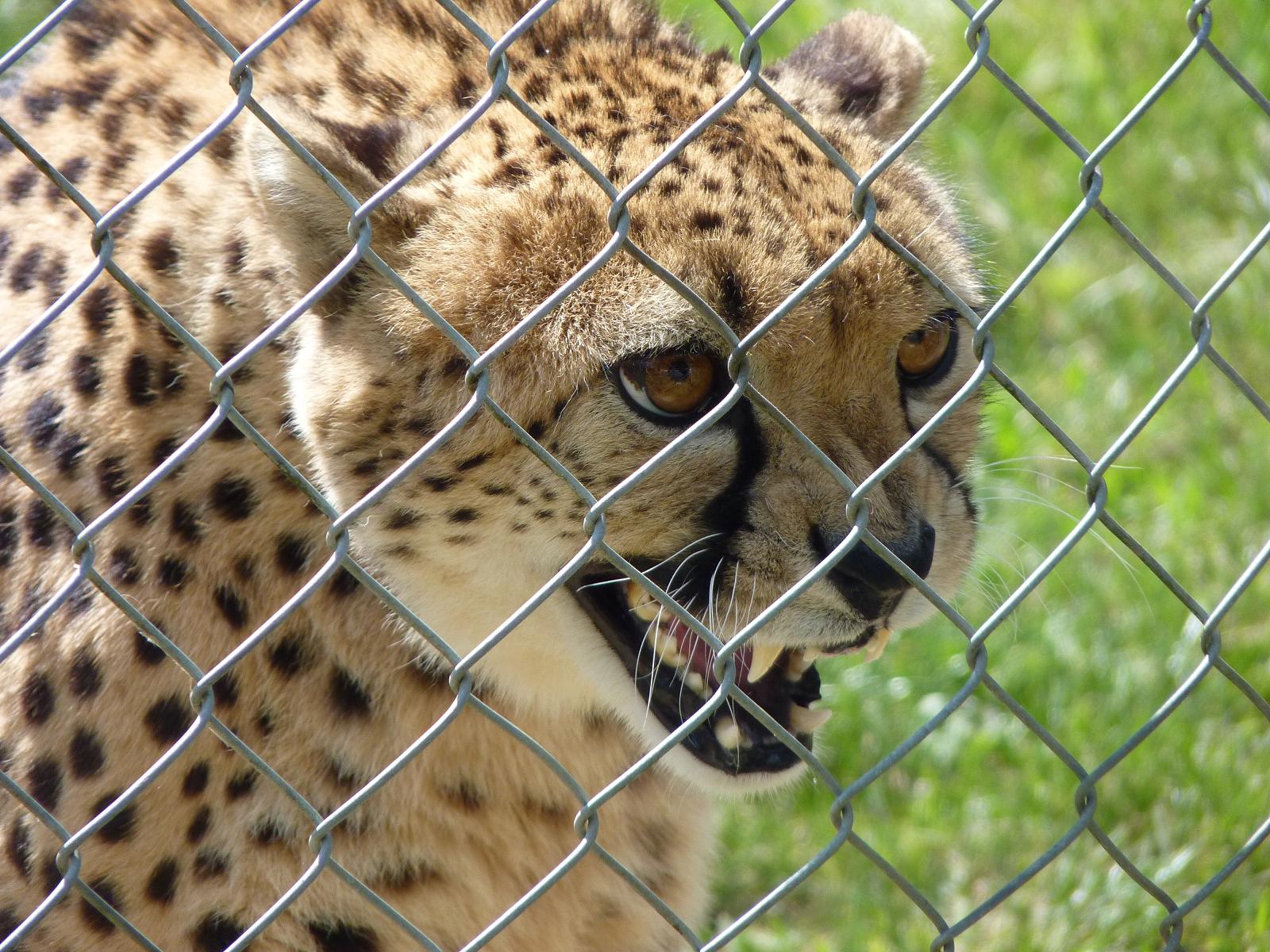 Turkus the Cheetah Waits for his Enrichment Toy