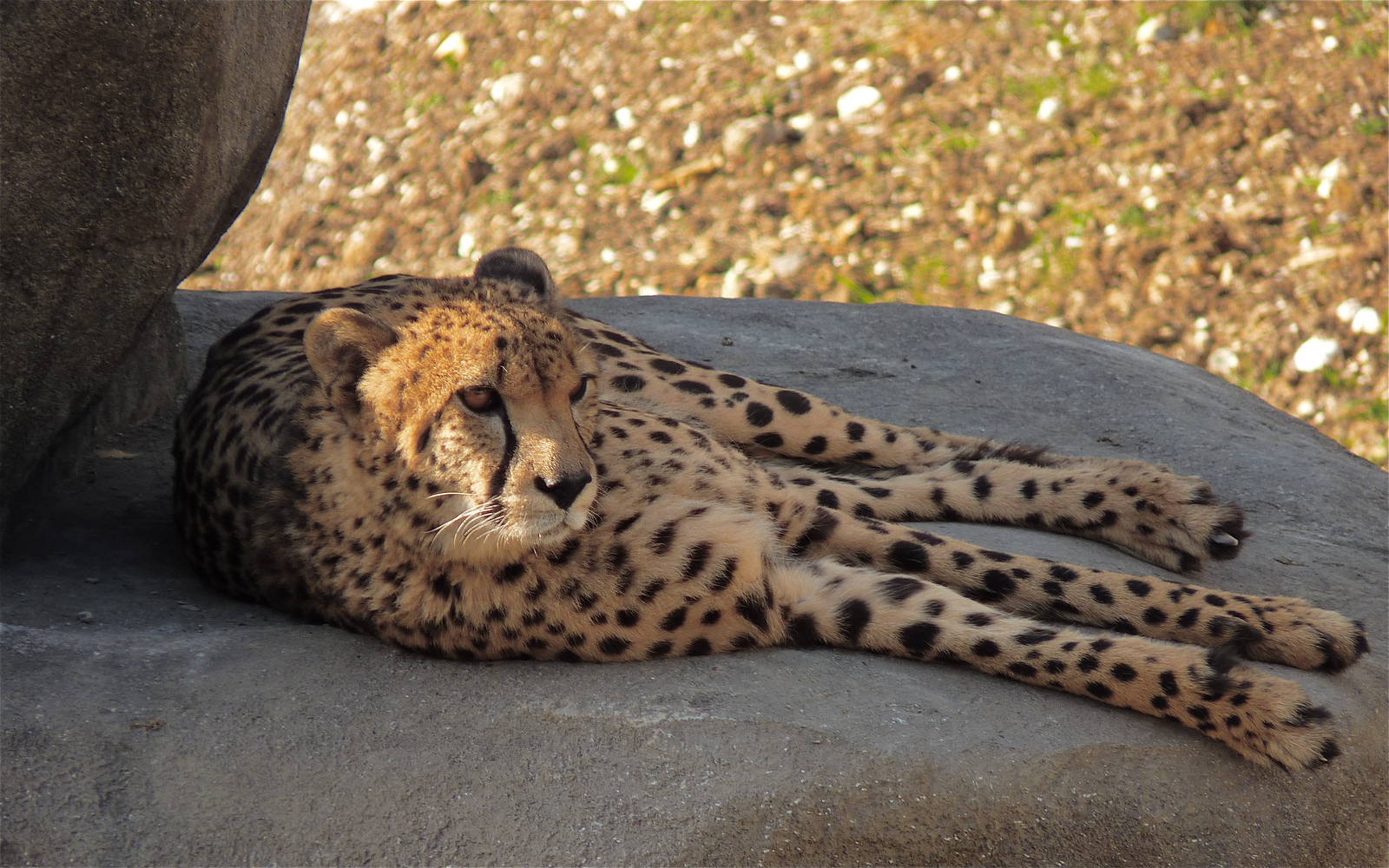 Turkus the Cheetah