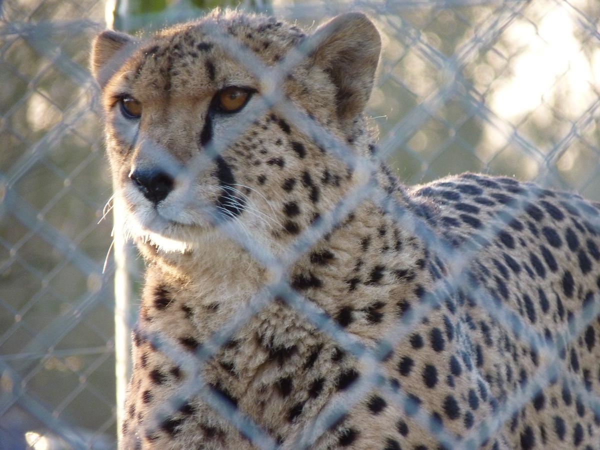 Turkus the Cheetah