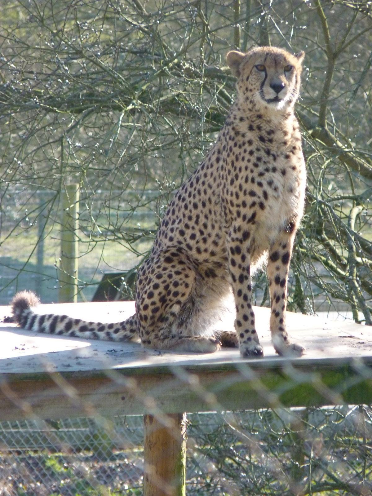 Turkus the Cheetah