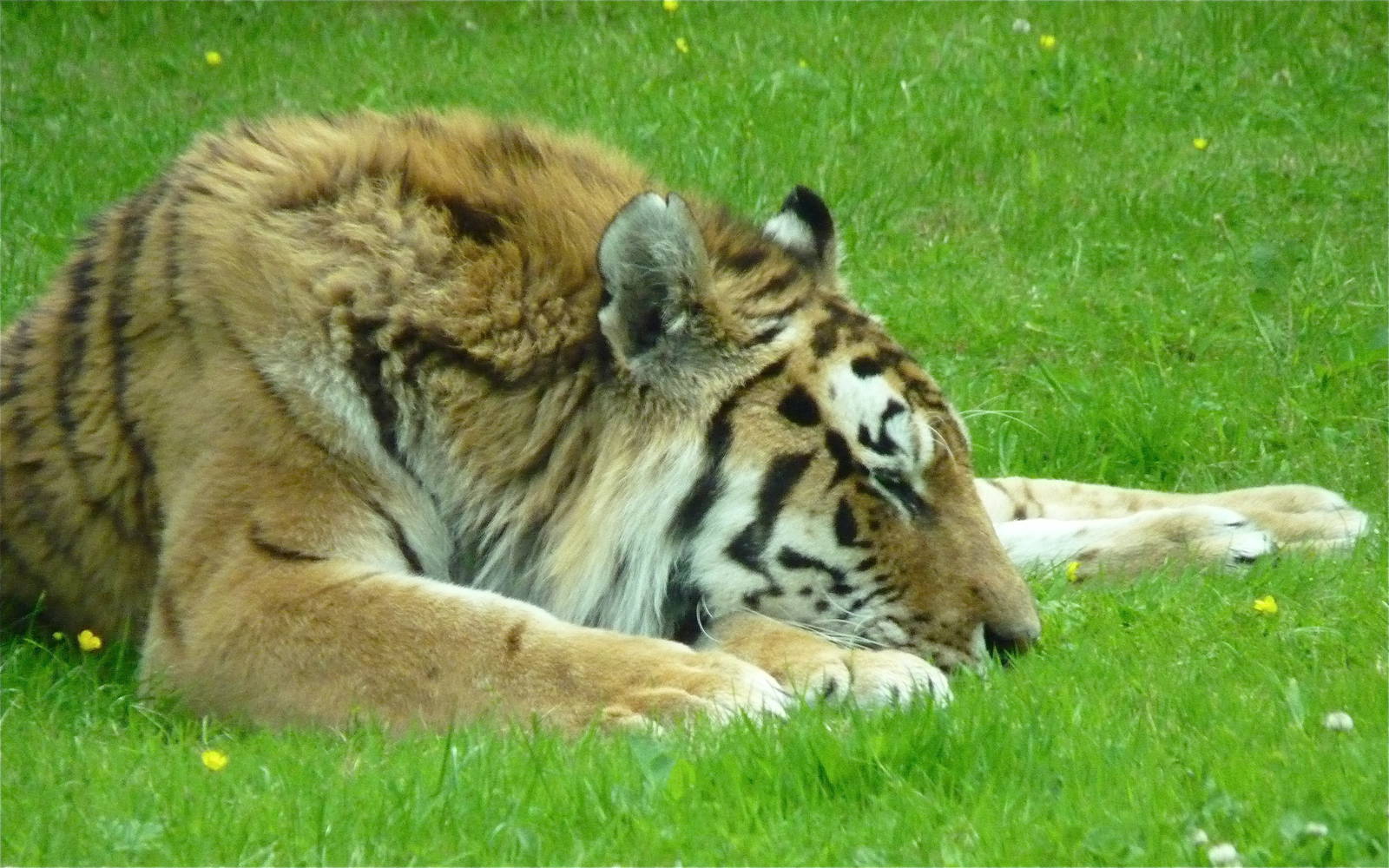 Turlough the Amur Tiger