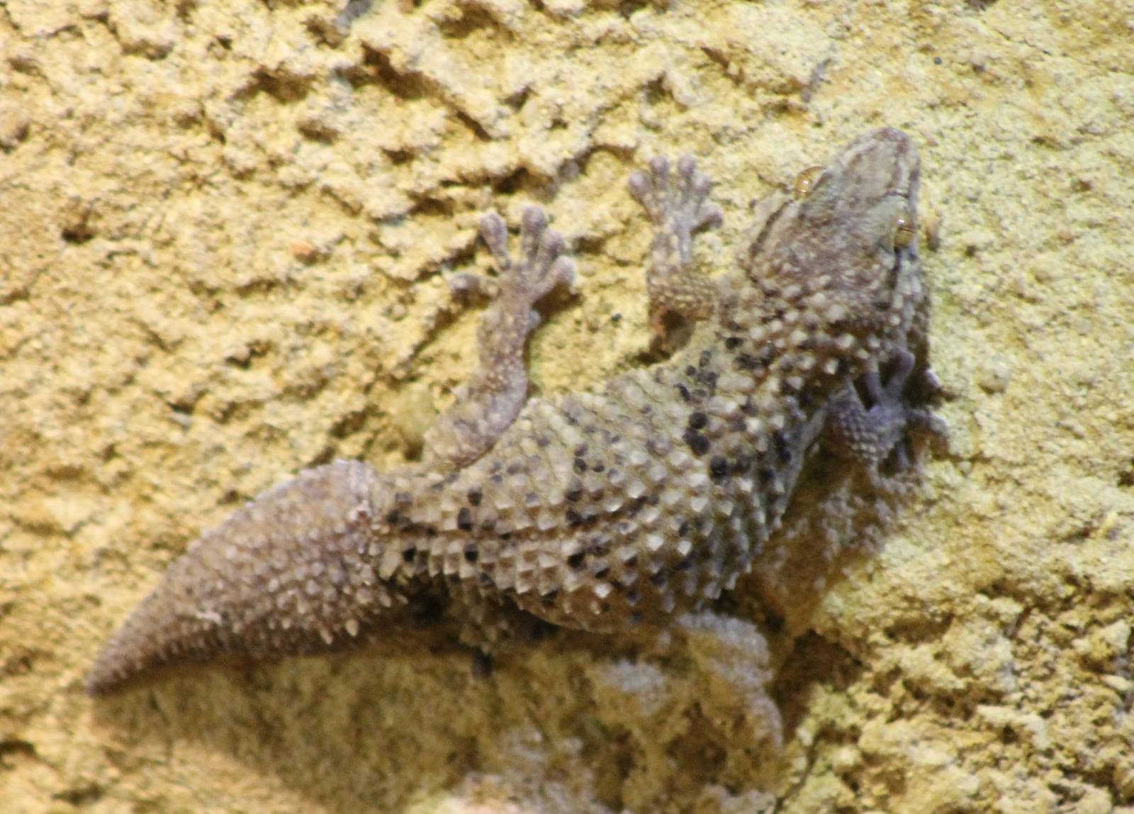 Turner's gecko