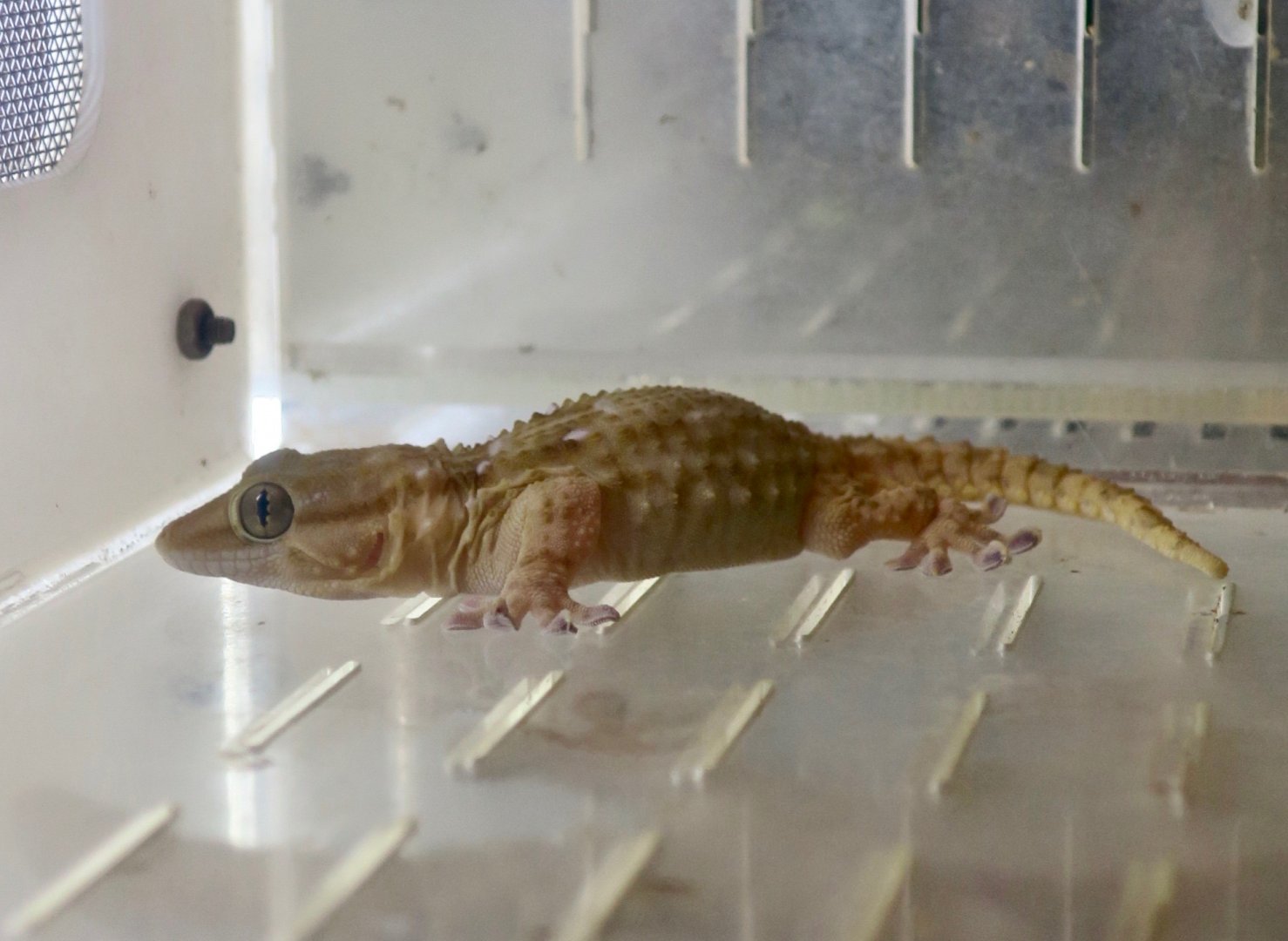 Turner's Thick-Toed Gecko (Chondrodactylus turneri)