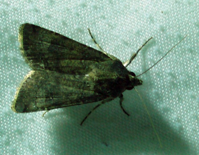 Turnip Moth (Agrotis segetum)