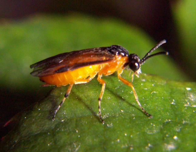 Turnip Sawfly (Athalia rosae)