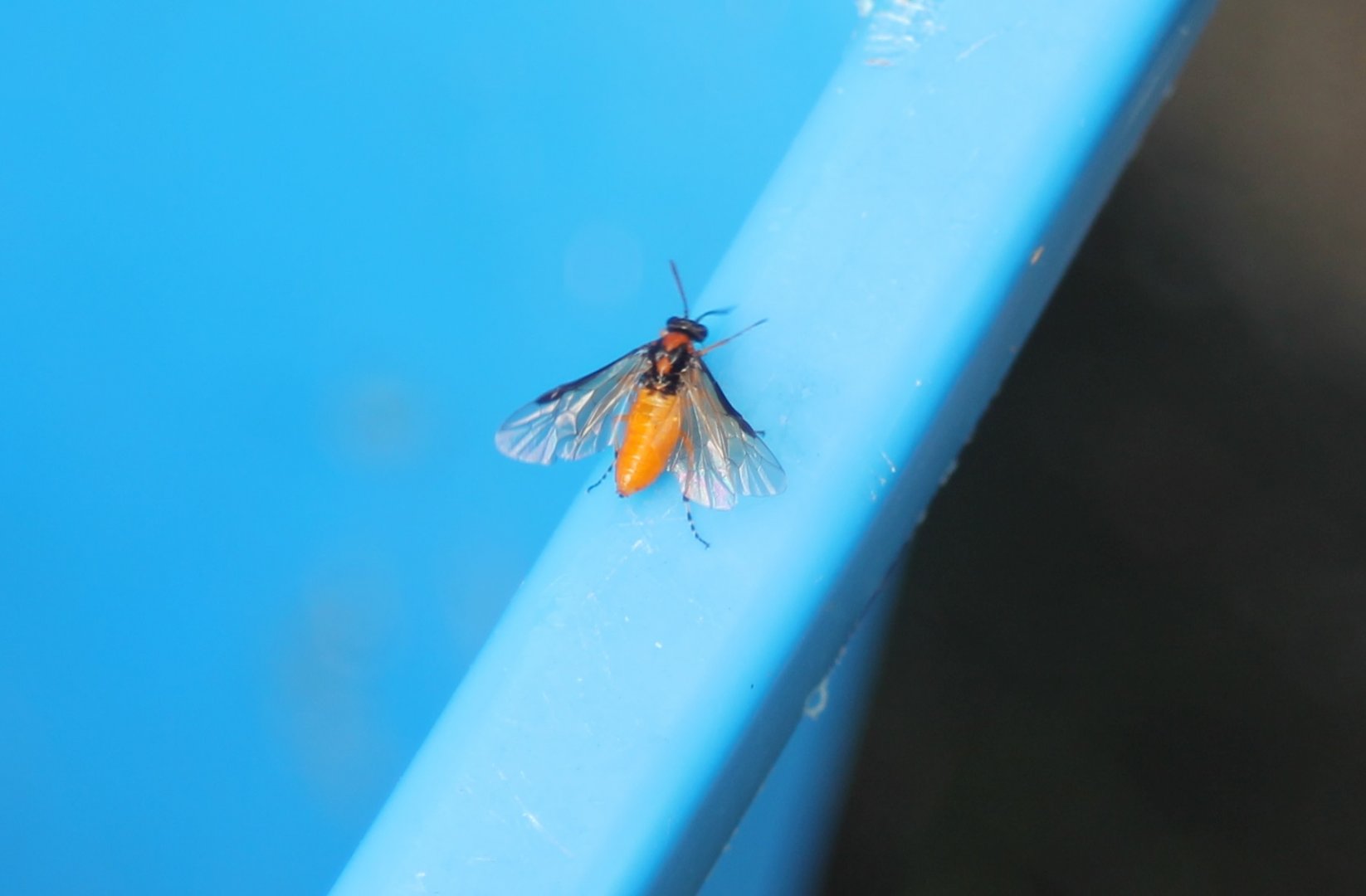 Turnip sawfly - Athalia rosae