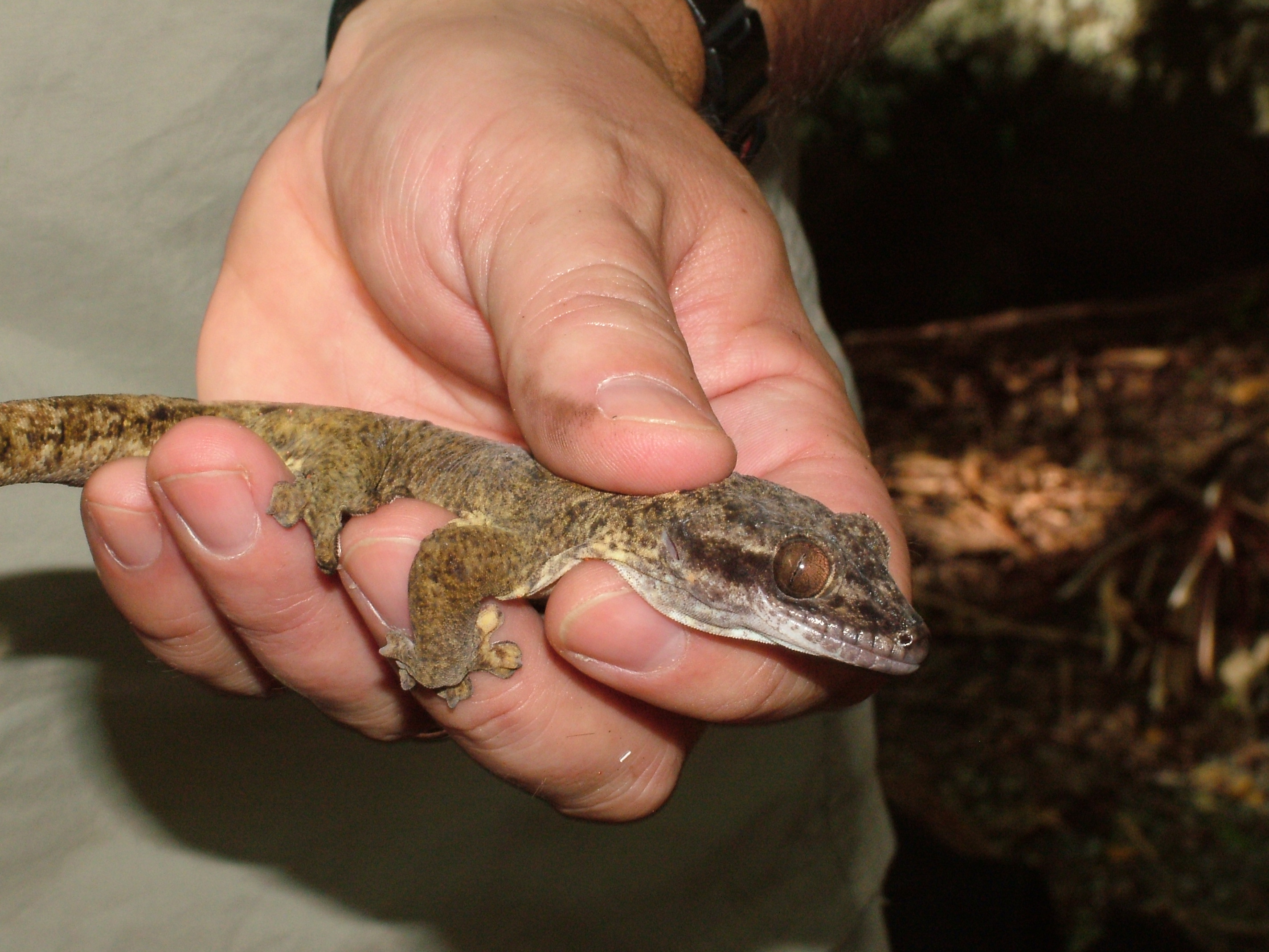 Turnip-tailed Gecko, Dominica, 2007