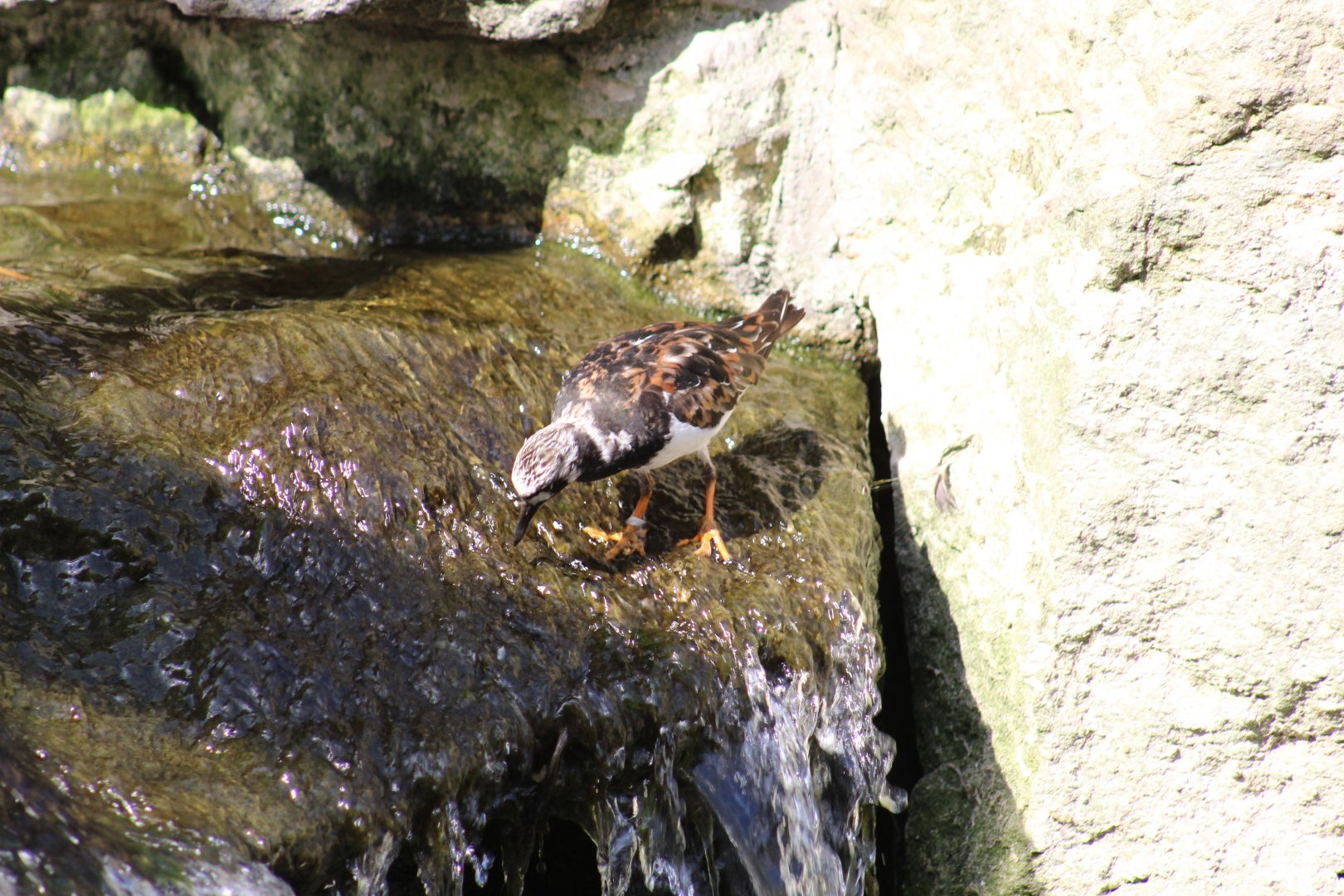 Turnstone Feeding in Waterfall
