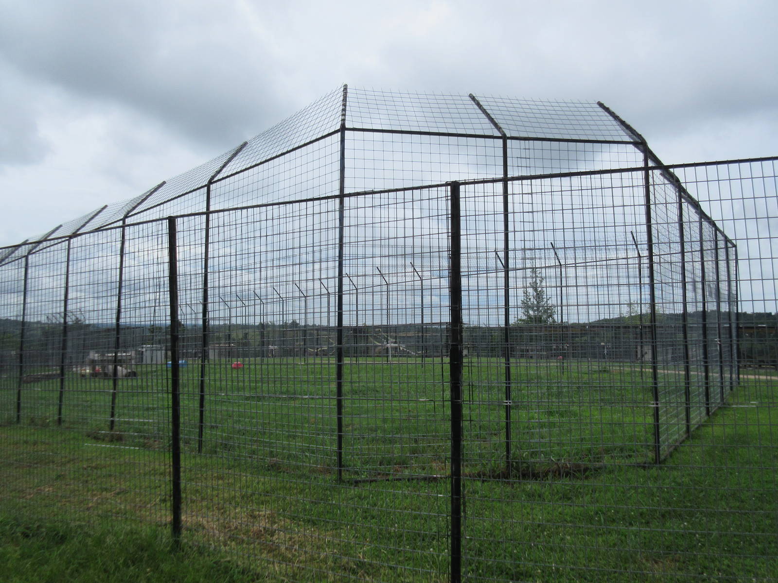 Turpentine Creek Wildlife Refuge (Arkansas) - African Lion Exhibit