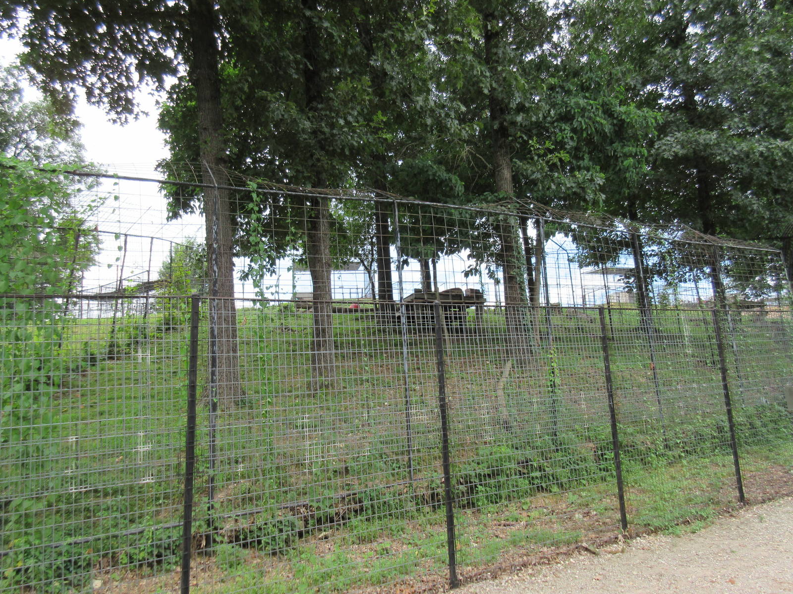 Turpentine Creek Wildlife Refuge (Arkansas) - African Lion Exhibit