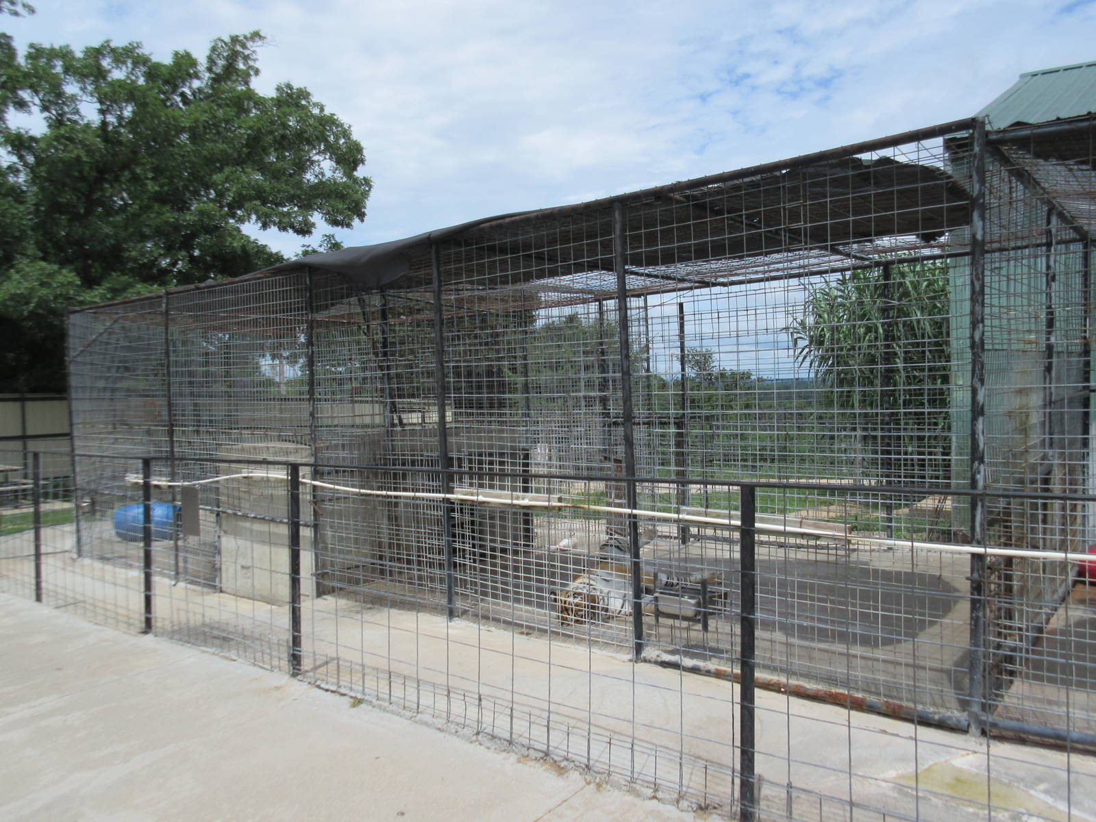 Turpentine Creek Wildlife Refuge (Arkansas) - Bengal Tiger Exhibit (soon to