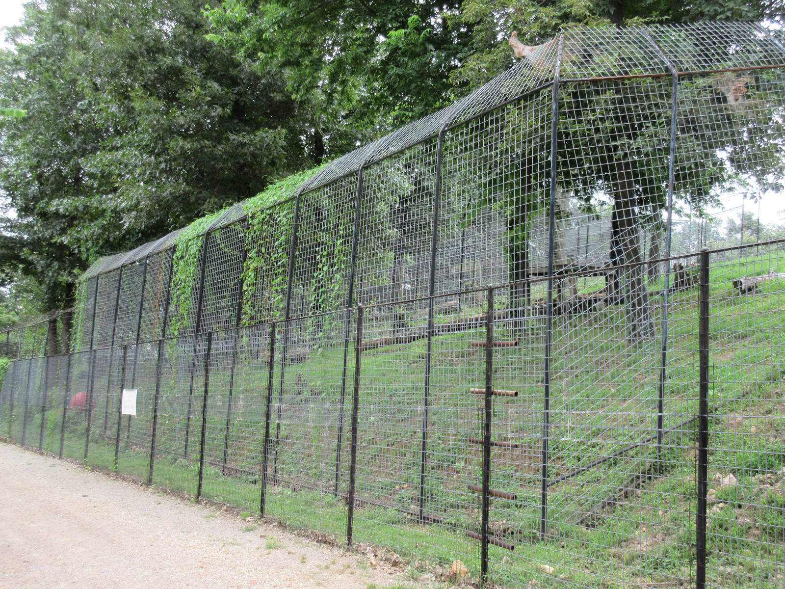 Turpentine Creek Wildlife Refuge (Arkansas) - Bengal Tiger Exhibit