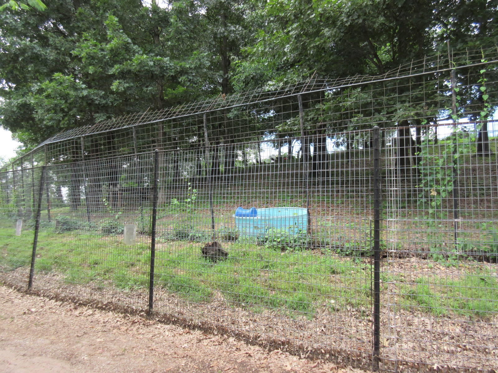Turpentine Creek Wildlife Refuge (Arkansas) - Bengal Tiger Exhibit