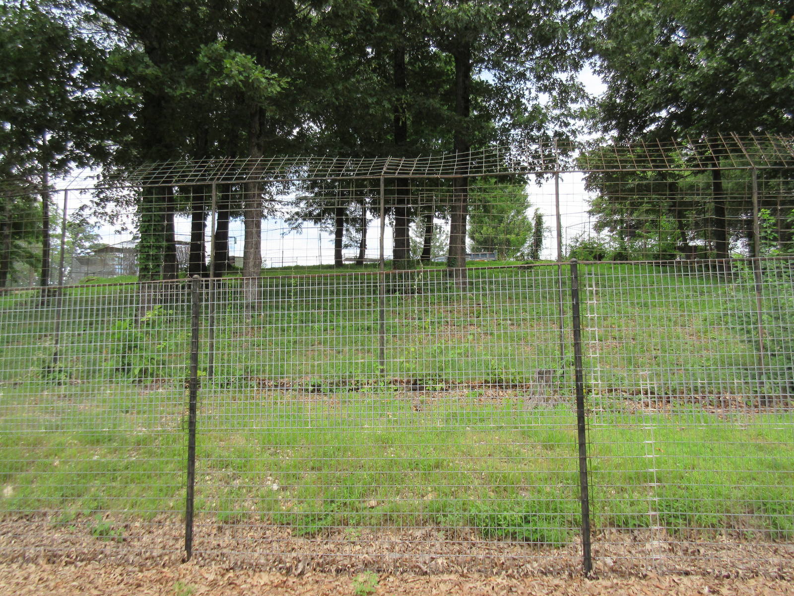 Turpentine Creek Wildlife Refuge (Arkansas) - Bengal Tiger Exhibit