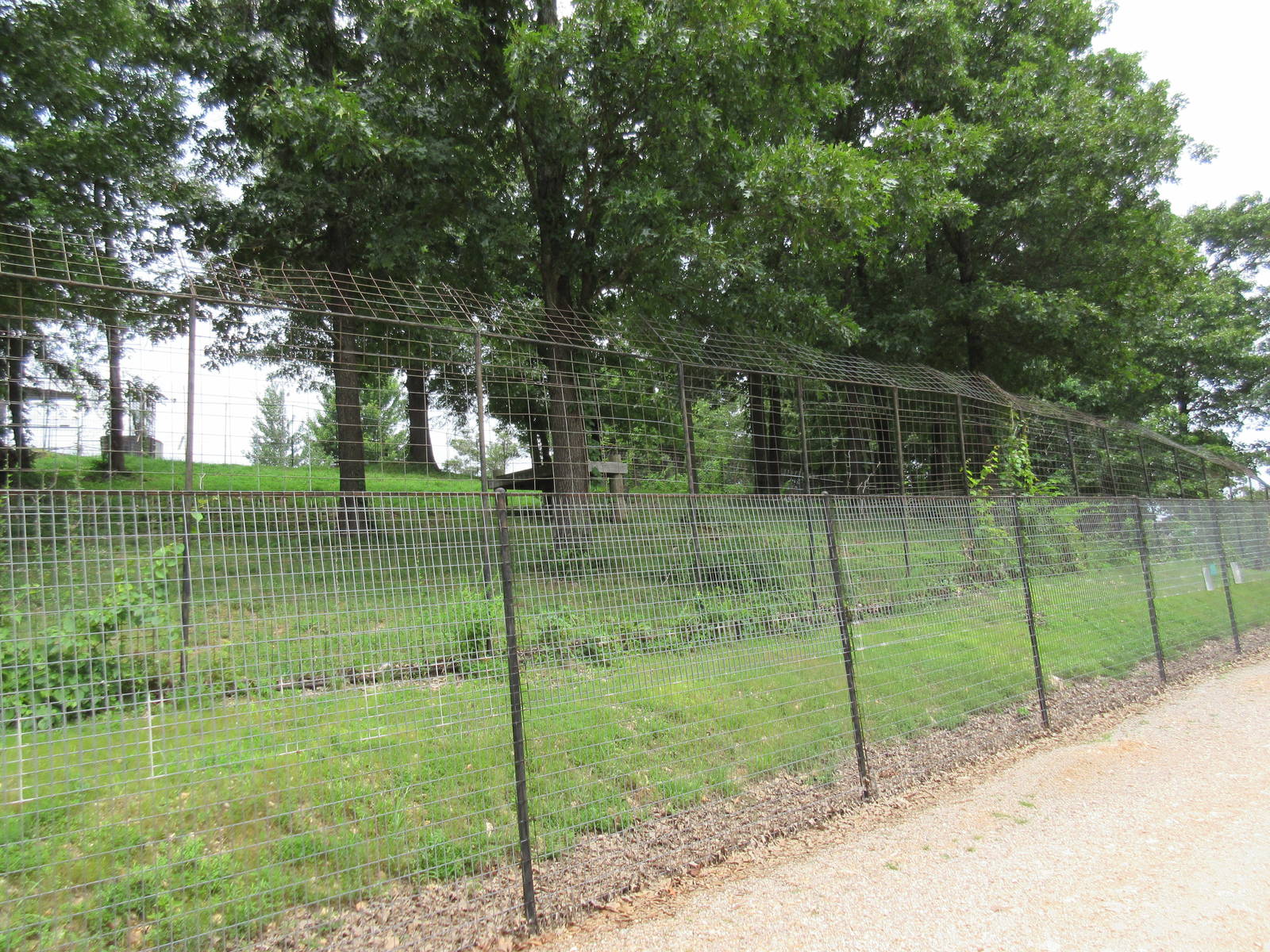 Turpentine Creek Wildlife Refuge (Arkansas) - Bengal Tiger Exhibit
