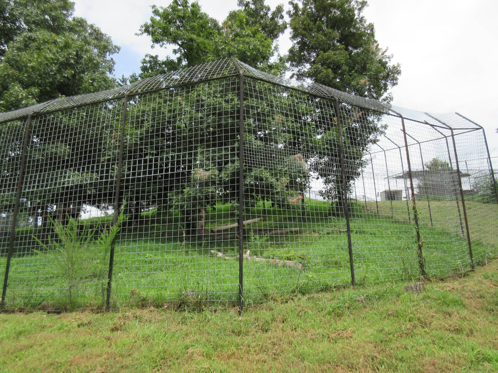 Turpentine Creek Wildlife Refuge (Arkansas) - Bengal Tiger Exhibit