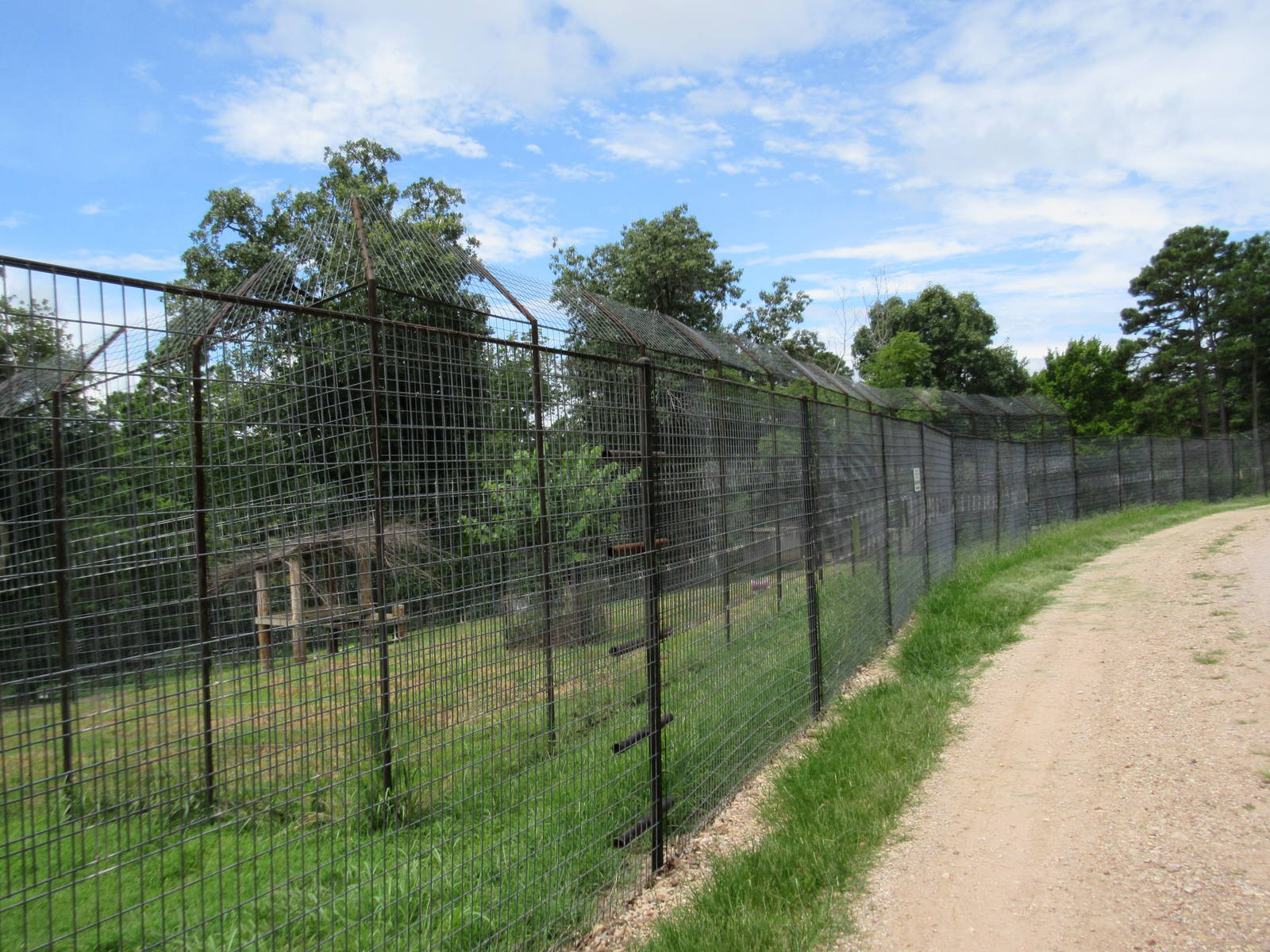 Turpentine Creek Wildlife Refuge (Arkansas) - Bengal Tiger Exhibit