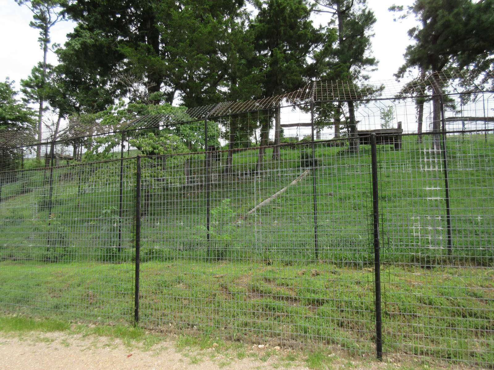 Turpentine Creek Wildlife Refuge (Arkansas) - Bengal Tiger Exhibit