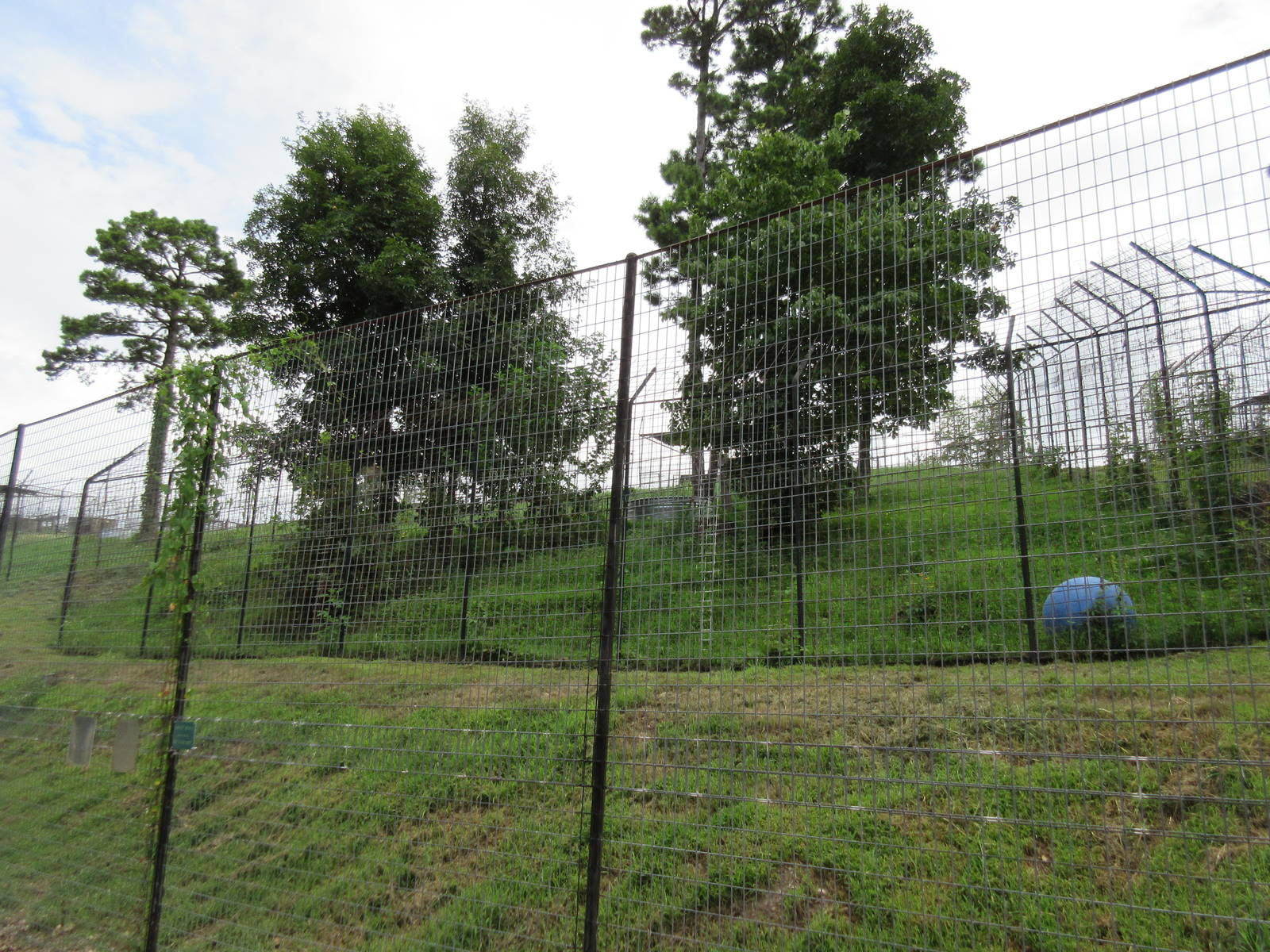 Turpentine Creek Wildlife Refuge (Arkansas) - Bengal Tiger Exhibit