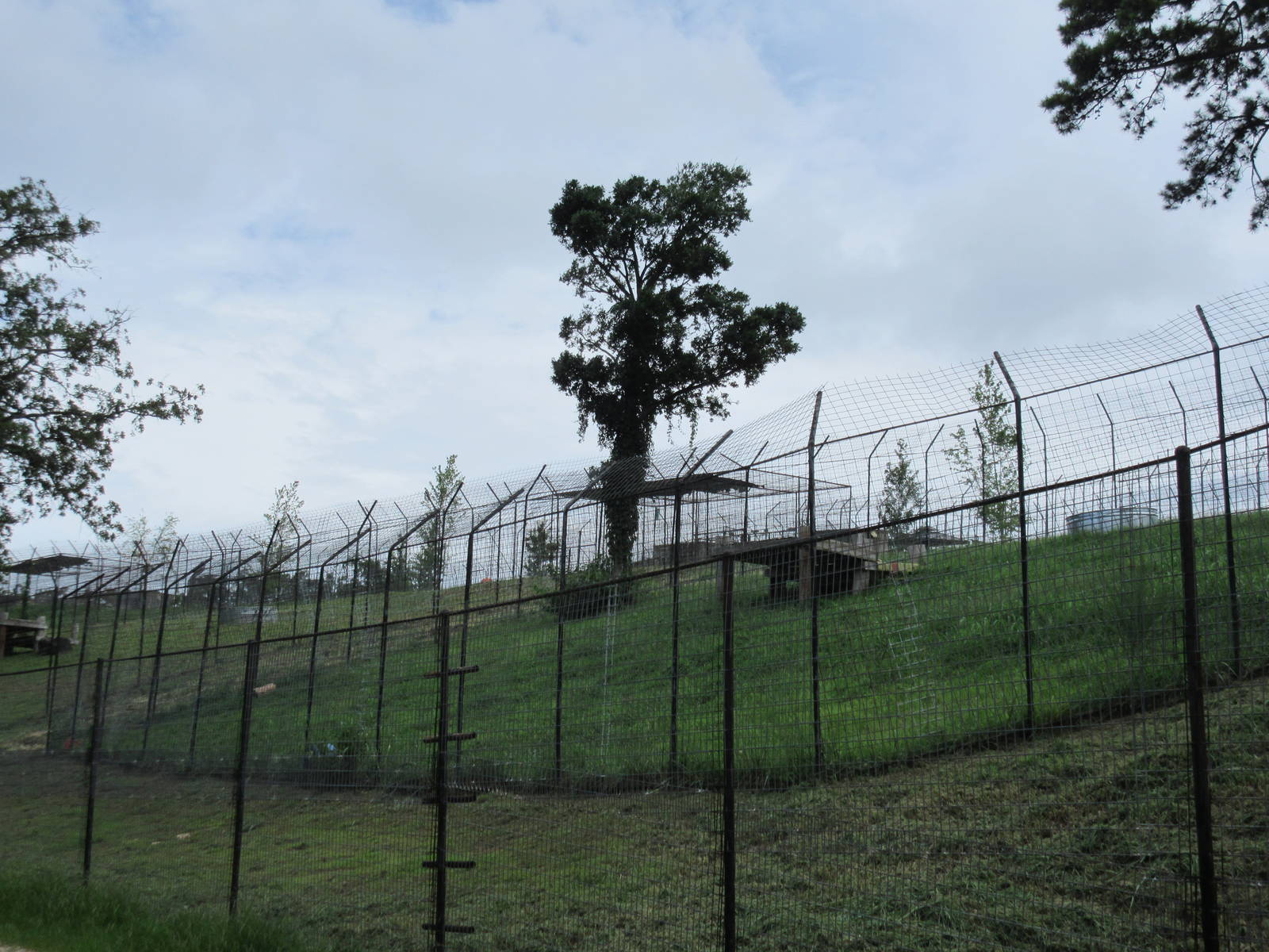Turpentine Creek Wildlife Refuge (Arkansas) - Bengal Tiger Exhibit