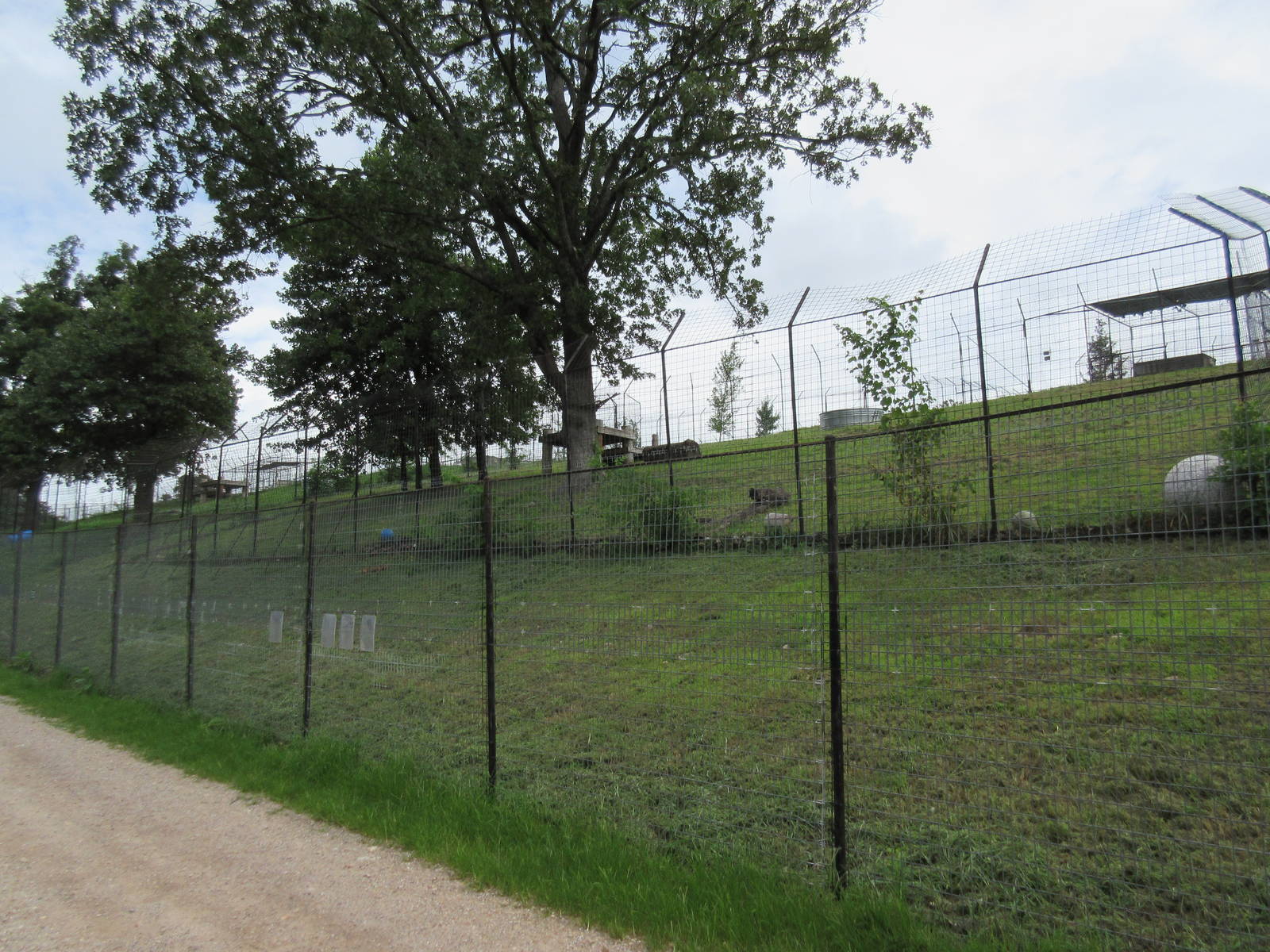 Turpentine Creek Wildlife Refuge (Arkansas) - Bengal Tiger Exhibit