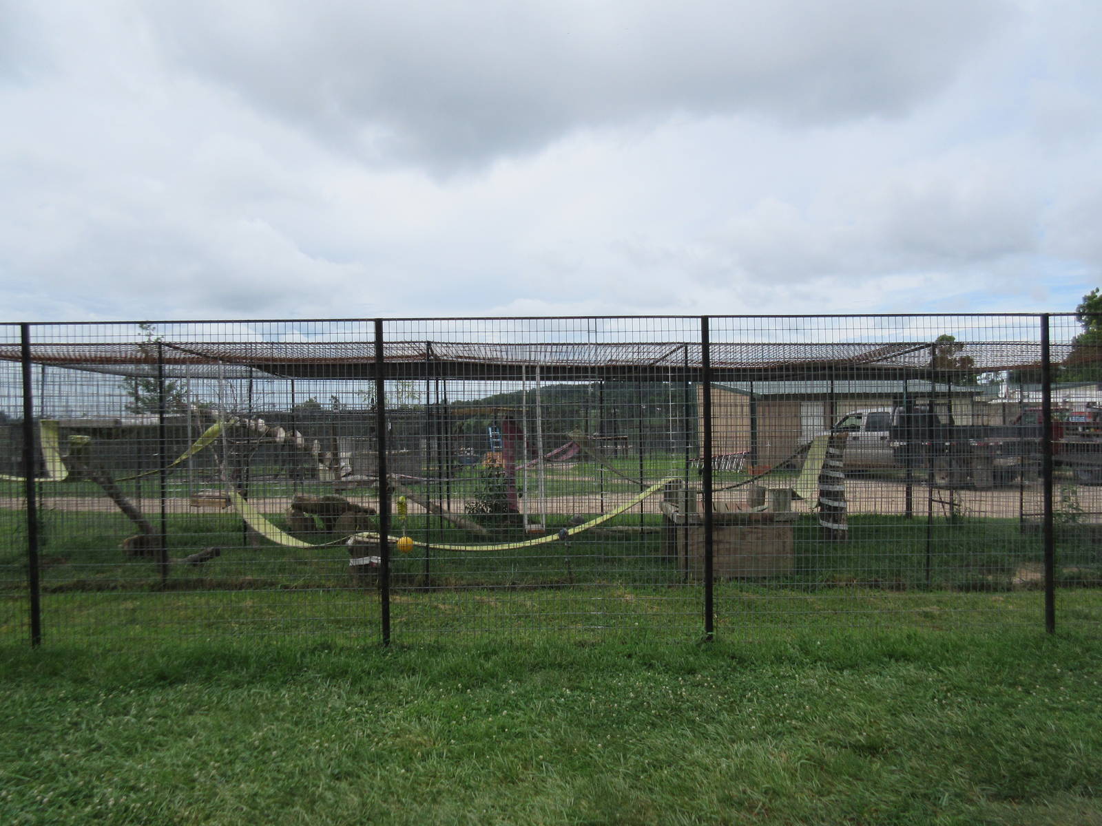 Turpentine Creek Wildlife Refuge (Arkansas) - Coati Exhibit