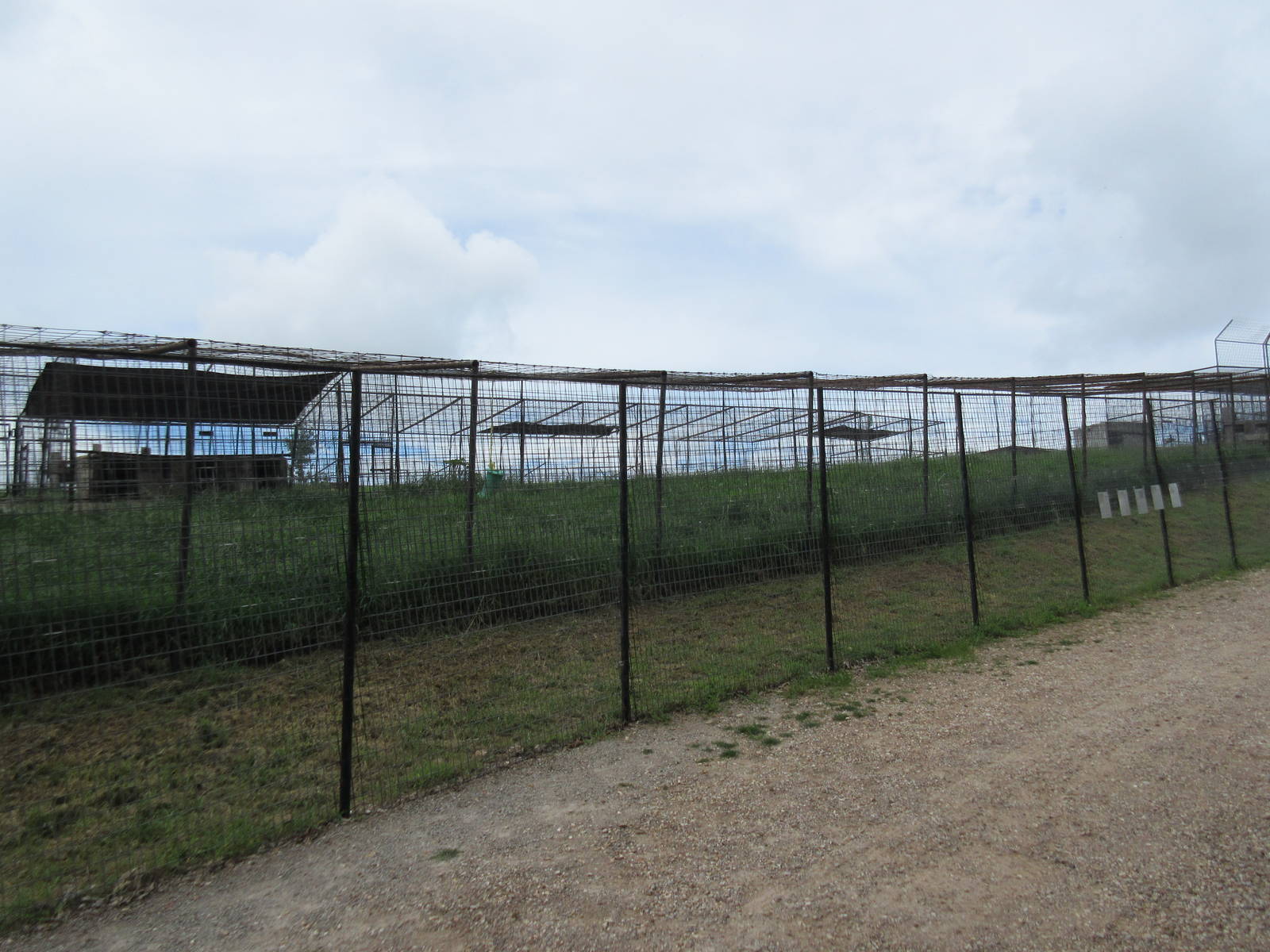 Turpentine Creek Wildlife Refuge (Arkansas) - Cougar Exhibit (with 5 cougar