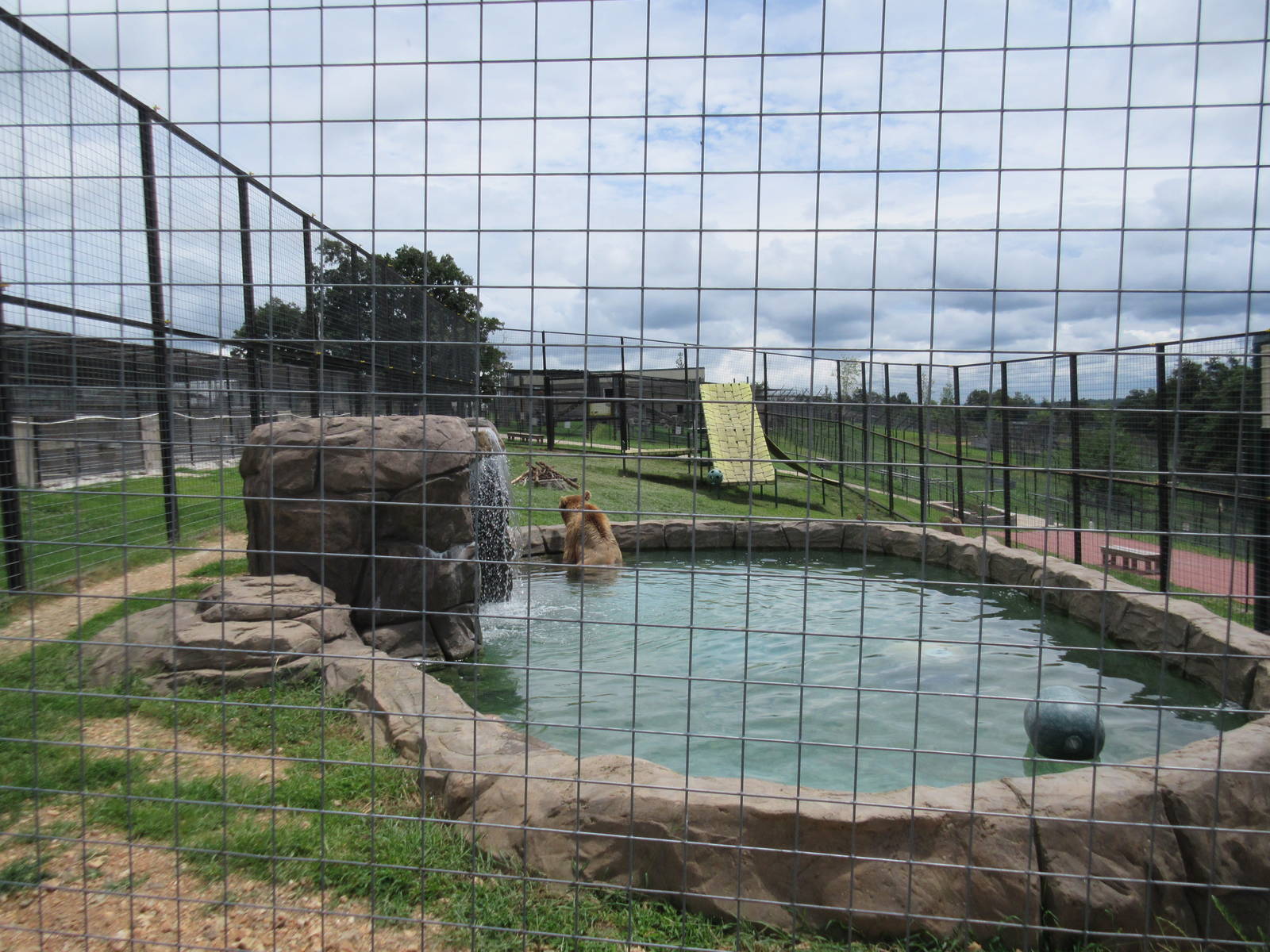 Turpentine Creek Wildlife Refuge (Arkansas) - Grizzly Bear Exhibit