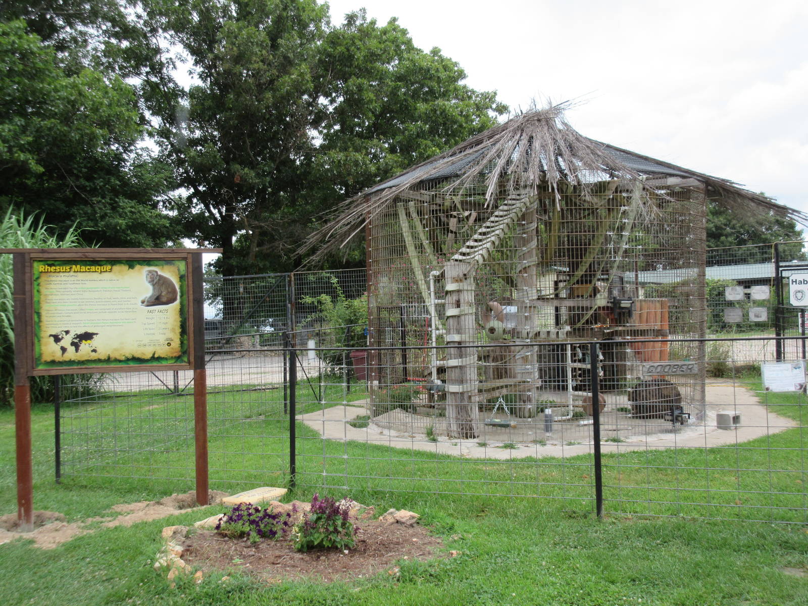 Turpentine Creek Wildlife Refuge (Arkansas) - Rhesus Macaque Exhibit