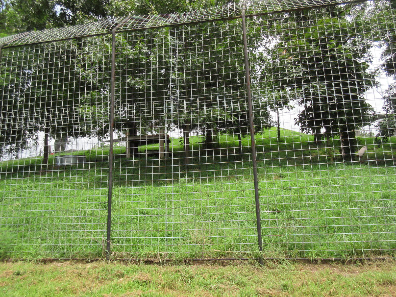 Turpentine Creek Wildlife Refuge (Arkansas) - White Tiger Exhibit