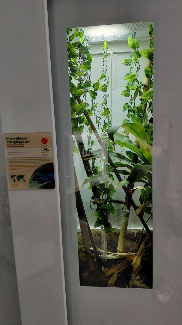 Turqoise dwarf gecko exhibit