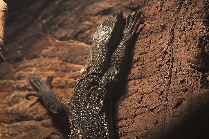 Turqoise monitor (Varanus caerulivirens)