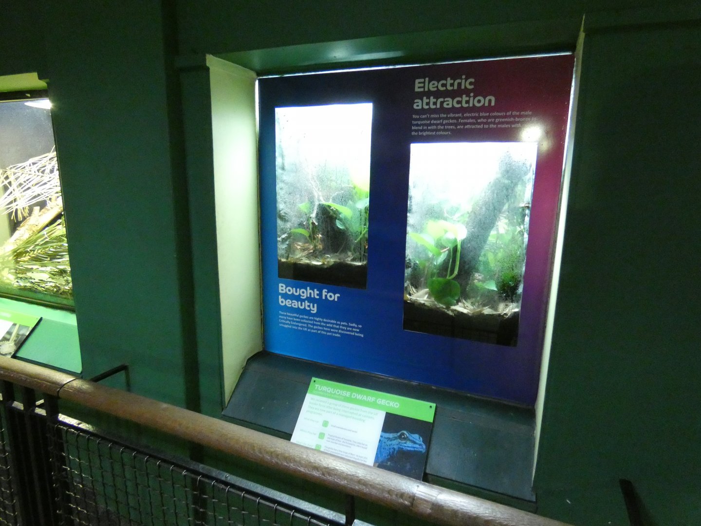 Turqouise Dwarf Gecko enclosures