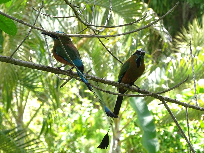 Turquoise-browed motmot (Eumomota superciliosa)