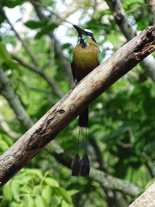 Turquoise-browed motmot (Eumomota superciliosa)