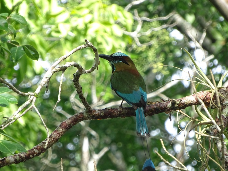 Turquoise-browed motmot (Eumomota superciliosa)
