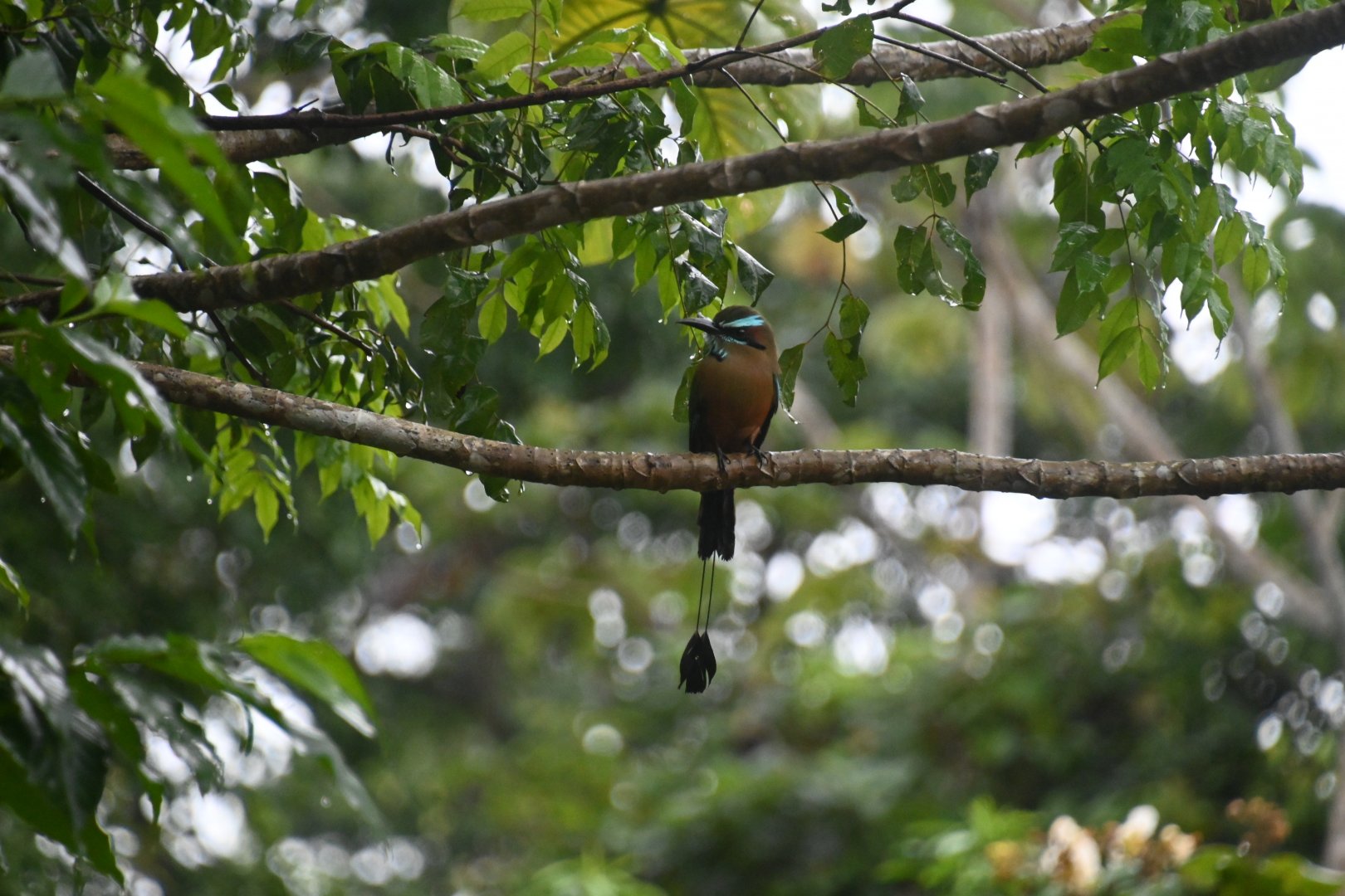 Turquoise-browed motmot ( Eumomota superciliosa )