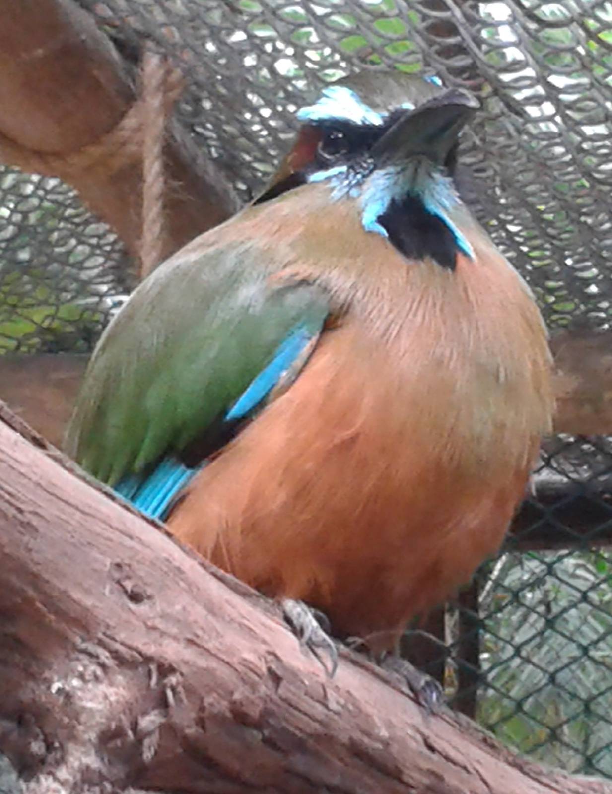 Turquoise-browed motmot