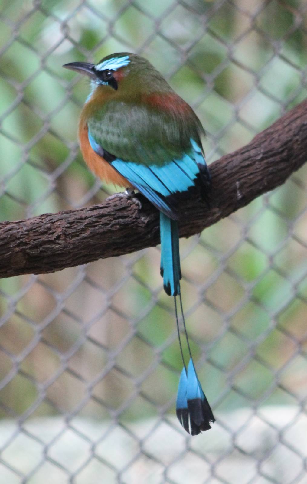 Turquoise-browed motmot