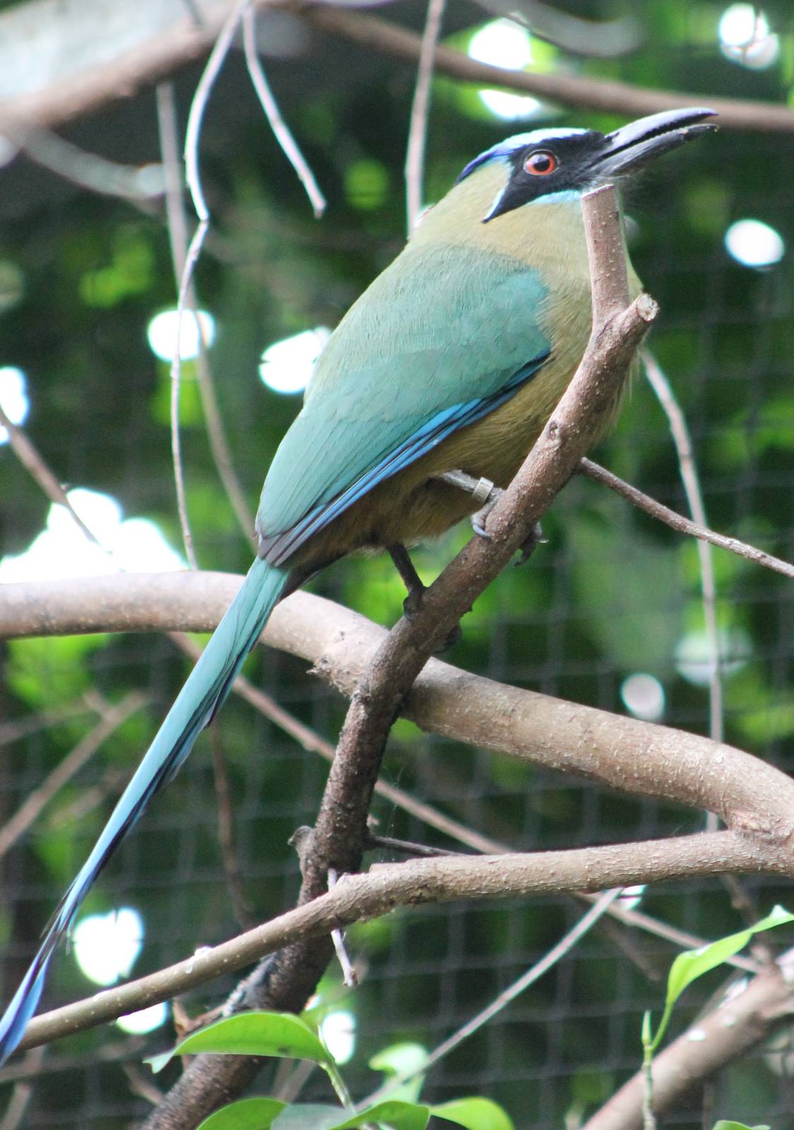 Turquoise-browed motmot