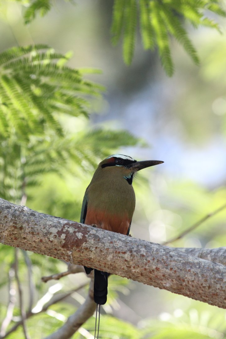 Turquoise-browed Motmot