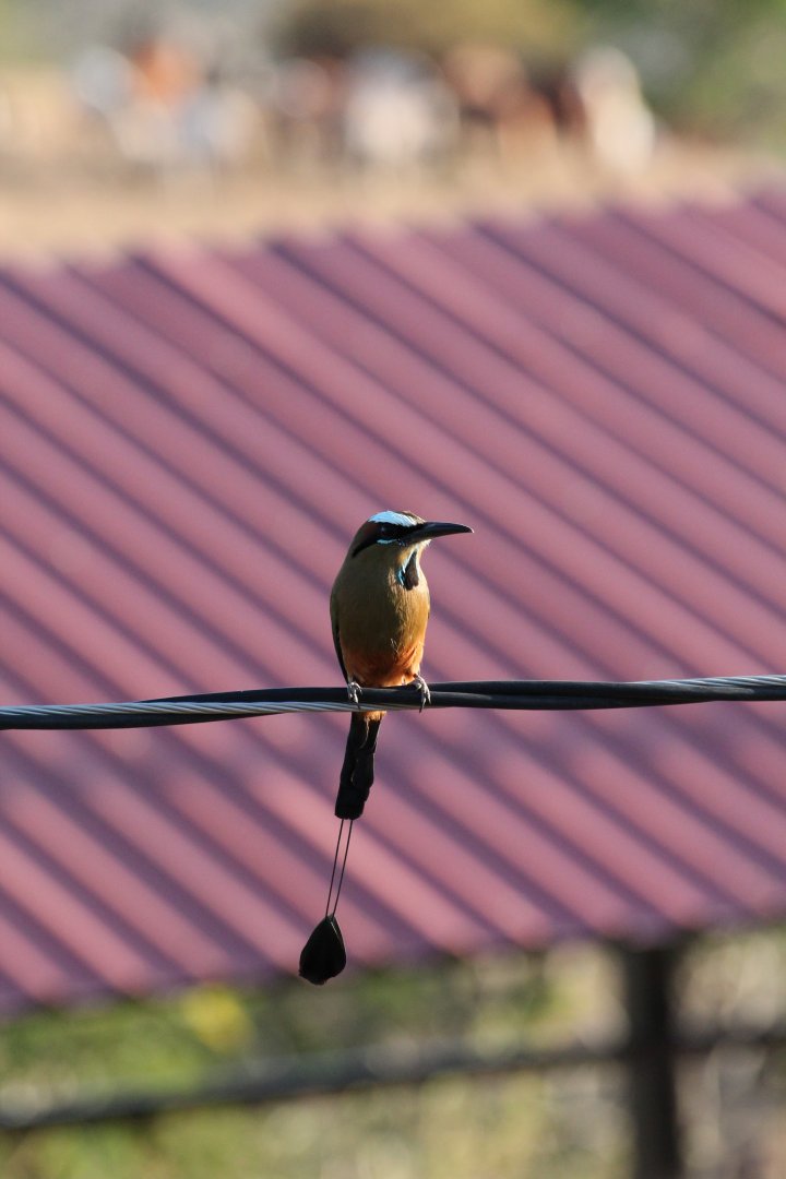 Turquoise-browed Motmot