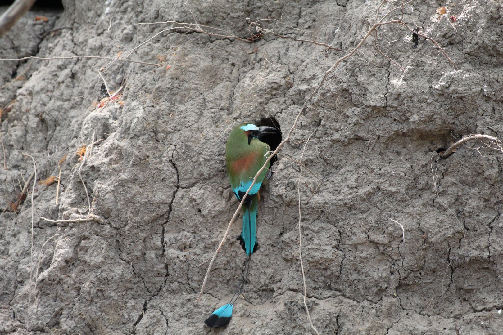 Turquoise-browed Motmot
